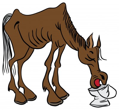 Horse  Drinking image